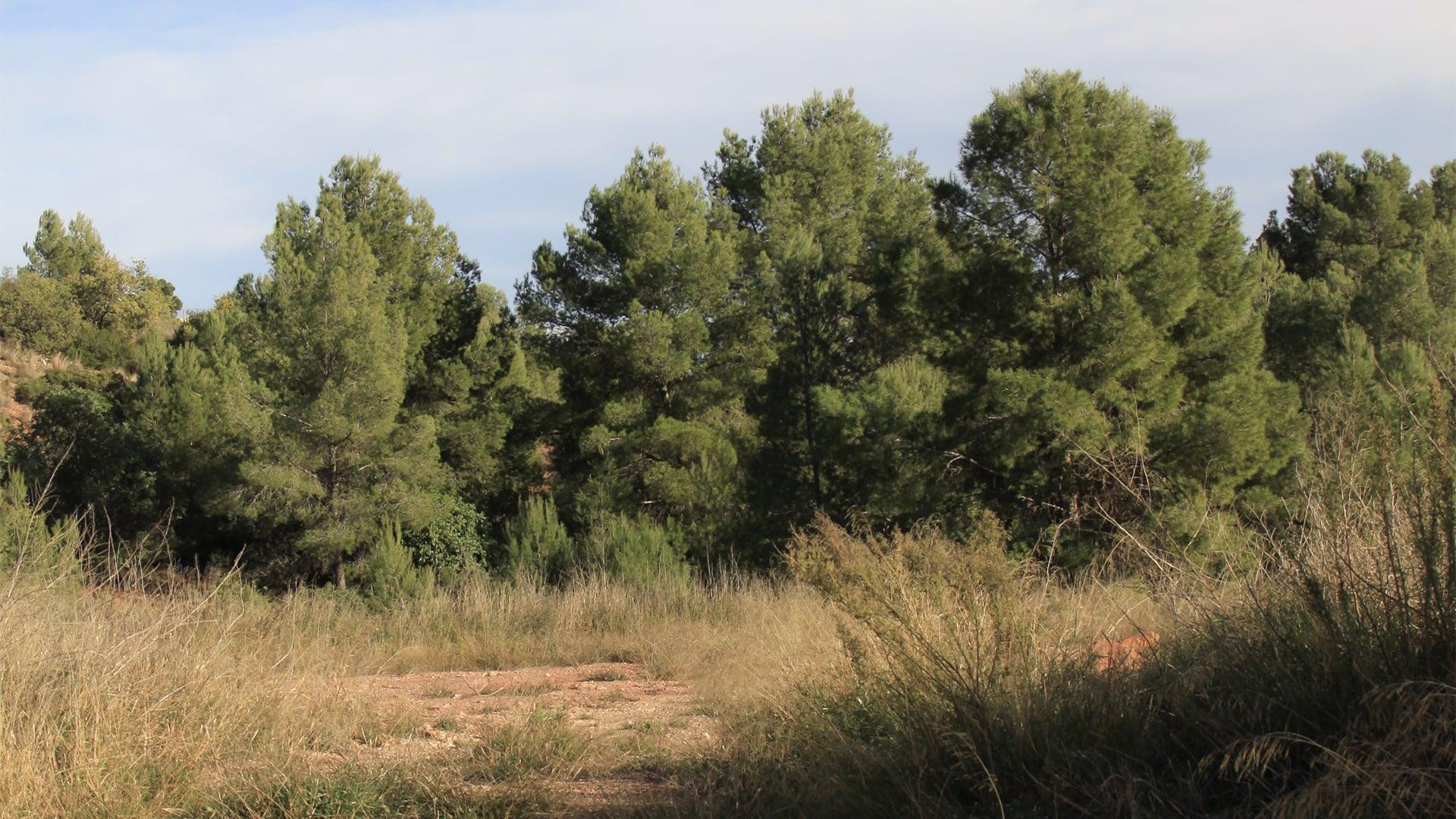 Alfinach Development — site 04