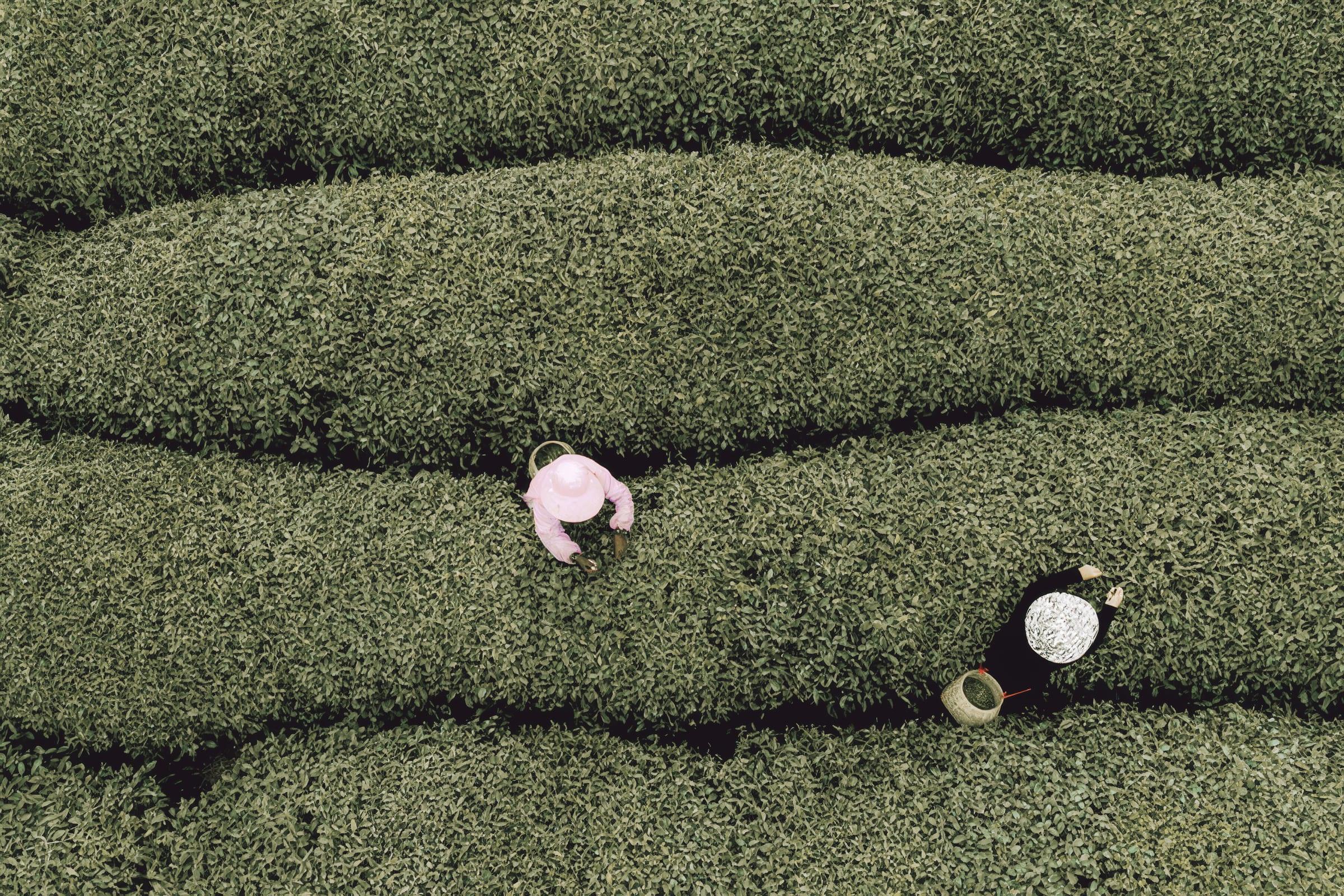 Jingshan Pagoda — the tea cultivation landscape of the site