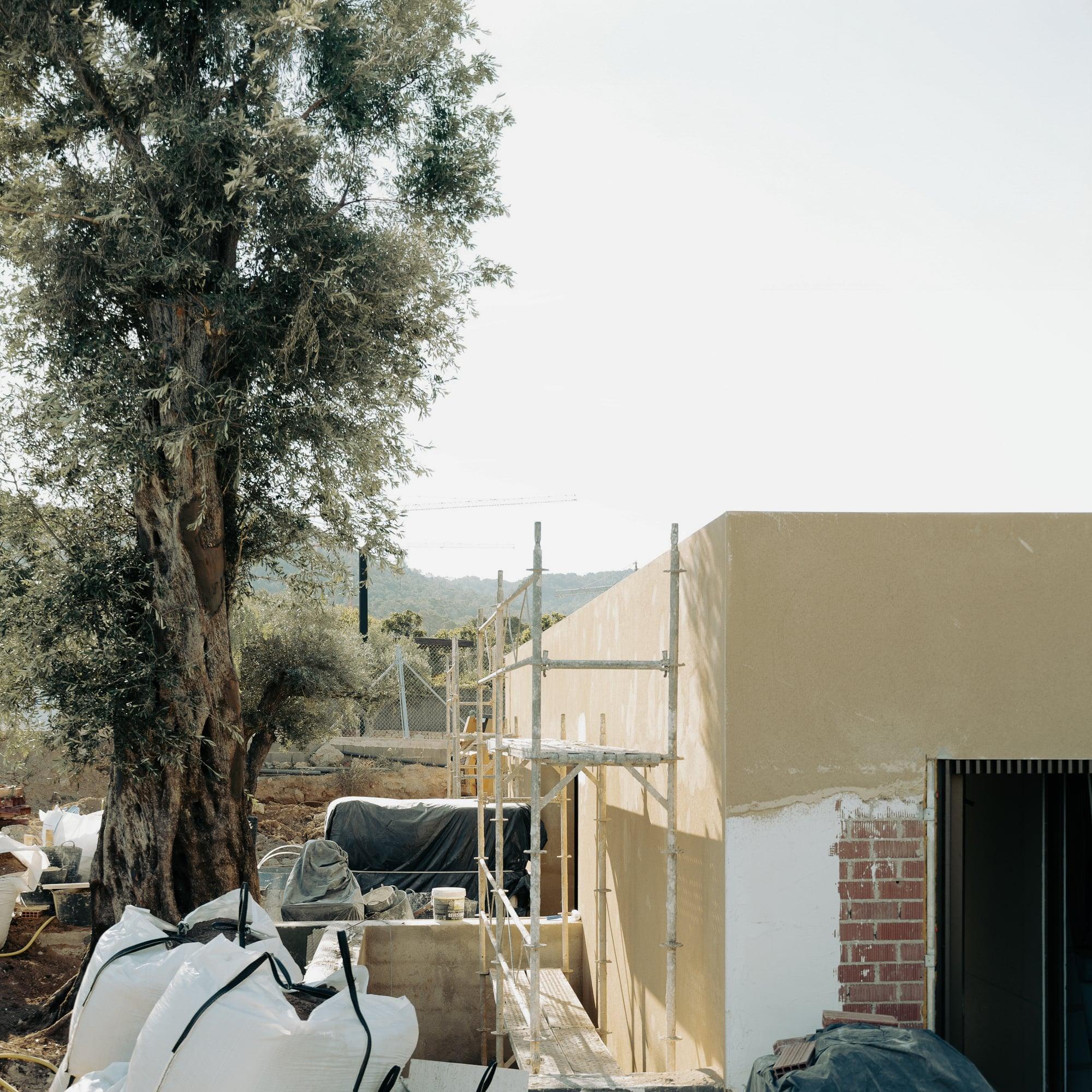 Preserved olive tree beside the rendered volume under construction, Bunker House, Ibiza