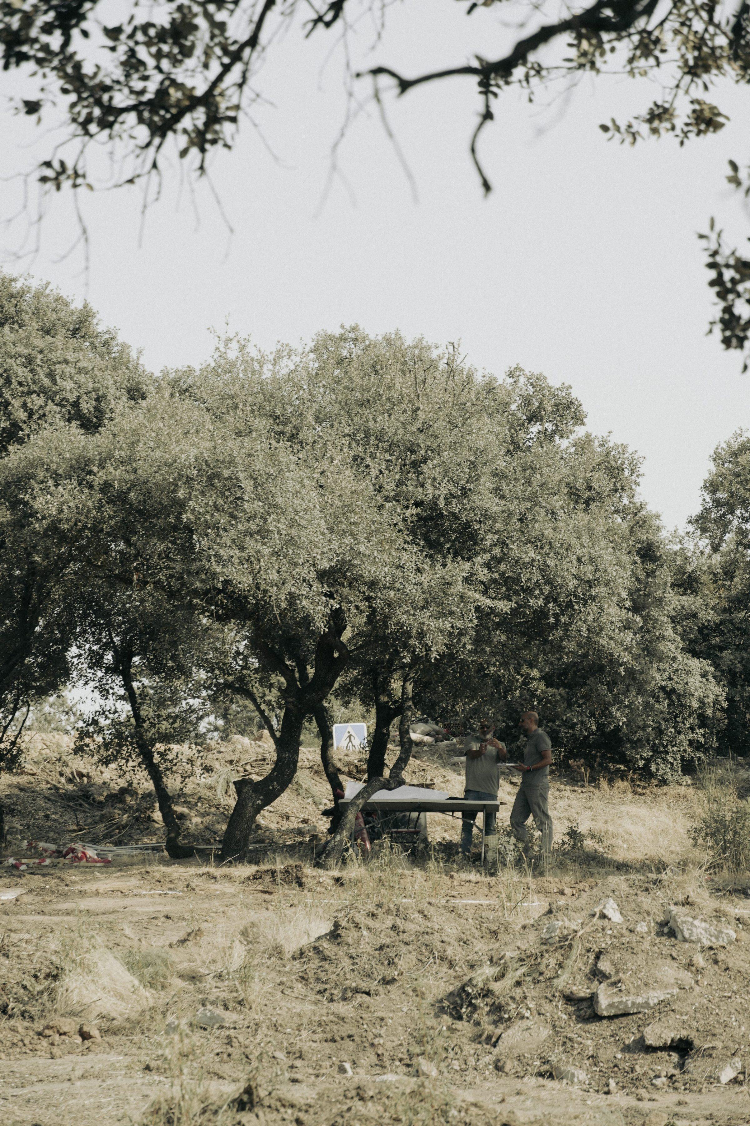Moraleja CN6 House, mature oaks of La Moraleja retained on the site through construction